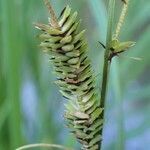 Carex elata fruit picture by Yoan MARTIN (cc-by-sa)