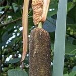 Typha angustifolia flower picture by Else Nolden (cc-by-sa)