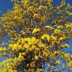 Handroanthus chrysotrichus flower picture by JP Corrêa Carvalho (cc-by-sa)