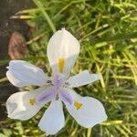 Dietes grandiflora flower picture by florence oxenham (cc-by-sa)