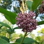 Asclepias incarnata flower picture by Syl Syl (cc-by-sa)