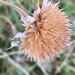 Helianthus petiolaris fruit picture by gideon van melle (cc-by-sa)