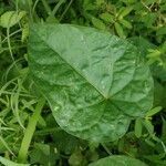 Ipomoea tiliacea leaf picture by EVELYNE FONTAINE (cc-by-sa)