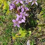 Gentianella germanica leaf picture by Andrea Schieber (cc-by-sa)