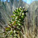 Draba jorullensis fruit picture by Fabien Anthelme (cc-by-sa)