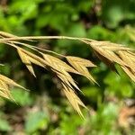 Bromus catharticus fruit picture by Richard Wilkens (cc-by-sa)