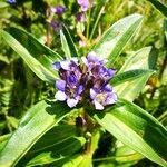 Gentiana cruciata leaf picture by Sylvie LERAY (cc-by-sa)