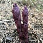 Orobanche latisquama leaf picture by Teresa Bartolome (cc-by-sa)