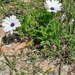 Dimorphotheca pluvialis habit picture by Serge Fournier (cc-by-sa)