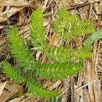 Enterolobium cyclocarpum leaf picture by Ethan Greer (cc-by-sa)