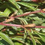 Ludwigia erecta leaf picture by Nelson Zamora Villalobos (cc-by-nc)