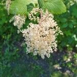 Holodiscus discolor flower picture by Casey Smith (cc-by-sa)