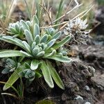 Draba nivicola leaf picture by Fabien Anthelme (cc-by-sa)