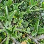 Crotalaria deflersii leaf picture by susan brown (cc-by-sa)