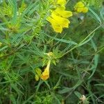 Melampyrum sylvaticum flower picture by Axel Binckly (cc-by-sa)