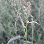 Atriplex littoralis habit picture by Pierfrancesco Burrato (cc-by-sa)