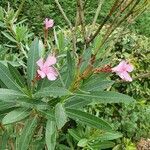 Epilobium dodonaei leaf picture by Philippe Tilly (cc-by-sa)