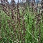 Calamagrostis canescens leaf picture by Bielefeld Thomas (cc-by-sa)