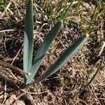 Narcissus bicolor leaf picture by Frederic Vieilledent (cc-by-sa)