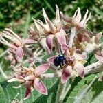 Asclepias speciosa flower picture by Clint Dalrymple (cc-by-sa)