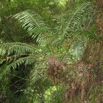 Blechnum magellanicum habit picture by Daniel Barthelemy (cc-by-nc)