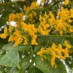 Pterocarpus indicus flower picture by Jean Paul Giraud (cc-by-sa)