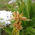 Gentiana punctata fruit picture by Pietro Brignoli (cc-by-sa)