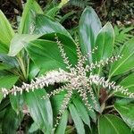 Cordyline fruticosa flower picture by cot Emmanuelle (cc-by-sa)