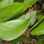 Schnella guianensis leaf picture by Nelson Zamora Villalobos (cc-by-nc)