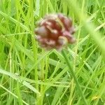 Allium vineale fruit picture by Lindsay Cotterell (cc-by-sa)