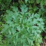 Heracleum mantegazzianum leaf picture by emile montanet (cc-by-sa)