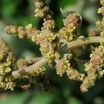 Atriplex halimus flower picture by Pierre Clement (cc-by-sa)