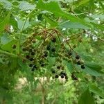 Sambucus nigra fruit picture by Amy Pond (cc-by-sa)