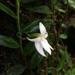 Angraecum ramosum flower picture by Hugo SANTACREU (cc-by-sa)