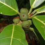 Ficus obtusifolia fruit picture by Nelson Zamora Villalobos (cc-by-nc)