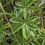 Saxifraga paniculata leaf picture by John Sycorax (cc-by-sa)