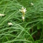 Carex brizoides flower picture by Georg Lanzl (cc-by-sa)