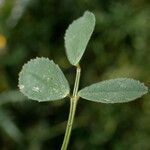 Medicago truncatula leaf picture by Llandrich anna (cc-by-sa)