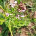 Cleome monophylla flower picture by Umang Dubey (cc-by-sa)