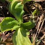 Primula farinosa leaf picture by Christophe Christophe (cc-by-sa)