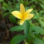 Barleria prionitis flower picture by IMMORTAL_2209 (cc-by-sa)