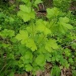 Ribes cynosbati leaf picture by Rick Schupp (cc-by-sa)