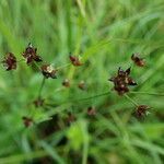 Juncus articulatus fruit picture by Colette Dorion (cc-by-sa)