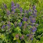 Ajuga genevensis flower picture by Sabin Poenariu (cc-by-sa)