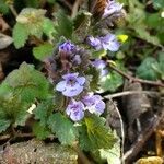 Glechoma hederacea flower picture by Maxime GUILLEMET (cc-by-sa)