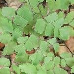 Adiantum fragile leaf picture by Trap Hers (cc-by-sa)