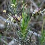 Plantago sempervirens flower picture by Denis Bastianelli (cc-by-sa)