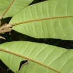 Conchocarpus nicaraguensis leaf picture by Nelson Zamora Villalobos (cc-by-nc)