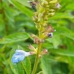 Salvia uliginosa flower picture by Trap Hers (cc-by-sa)