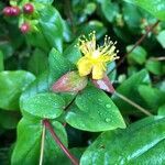 Hypericum androsaemum flower picture by hannana (cc-by-sa)